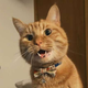 Nuestro gato, Cheddar Cara, no ha respondido a una solicitud de comentarios sobre esta historia.